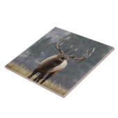 Bull Elk bugling, Yellowstone NP, Wyoming 2 Tegeltje (Zijkant)