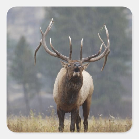 Bull Elk bugling, Yellowstone NP, Wyoming 2 Vierkante Sticker (Voorkant)