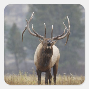 Bull Elk bugling, Yellowstone NP, Wyoming 2 Vierkante Sticker