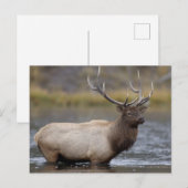 Bull Elk Crossing | Nationaal Park Yellowstone Briefkaart (Voorkant / Achterkant)