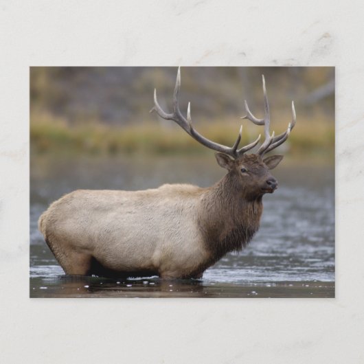 Bull Elk Crossing | Nationaal Park Yellowstone Briefkaart (Voorkant)