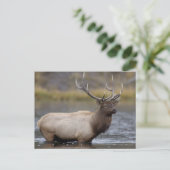 Bull Elk Crossing | Nationaal Park Yellowstone Briefkaart (Staand voorkant)