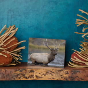 Bull Elk Crossing   Nationaal Park Yellowstone Fotoplaat
