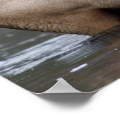 Bull Elk Crossing | Nationaal Park Yellowstone Poster (Hoek)