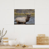 Bull Elk Crossing | Nationaal Park Yellowstone Poster (Keuken)