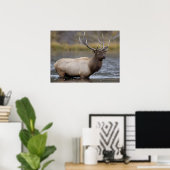 Bull Elk Crossing | Nationaal Park Yellowstone Poster (Thuiskantoor)