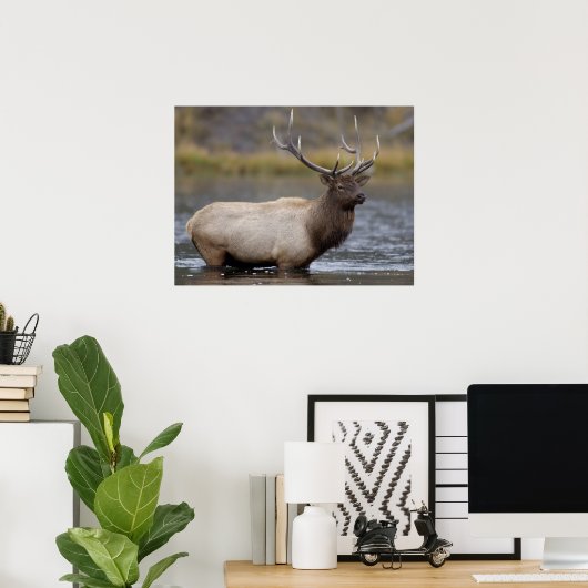 Bull Elk Crossing | Nationaal Park Yellowstone Poster (Thuiskantoor)