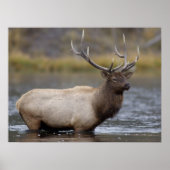 Bull Elk Crossing | Nationaal Park Yellowstone Poster (Voorkant)