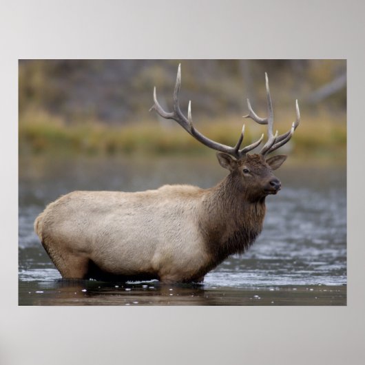 Bull Elk Crossing | Nationaal Park Yellowstone Poster (Voorkant)