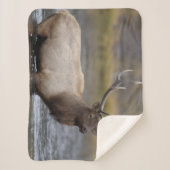 Bull Elk Crossing | Nationaal Park Yellowstone Sherpa Deken (Voorkant)