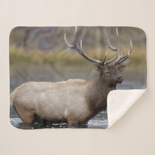 Bull Elk Crossing | Nationaal Park Yellowstone Sherpa Deken (Voorkant (horizontaal))