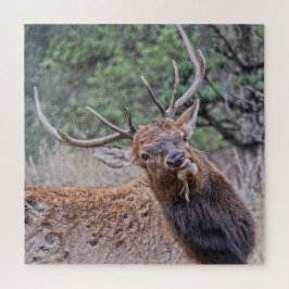Bull Elk die zijn tong uittrekt Legpuzzel