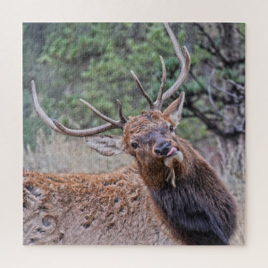 Bull Elk die zijn tong uittrekt Legpuzzel (Verticaal)