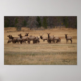 Bull Elk en Zijne Harem Colorado USA Canvas Print