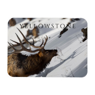 Bull Elk Grazing op Snowy Slope, Yellowstone Postc Magneet