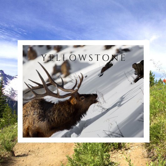 Bull Elk Grazing, Winter, Yellowstone NP Briefkaart