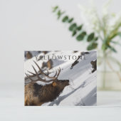 Bull Elk Grazing, Winter, Yellowstone NP Briefkaart (Staand voorkant)