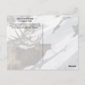Bull Elk Grazing, Winter, Yellowstone NP Briefkaart (Achterkant)