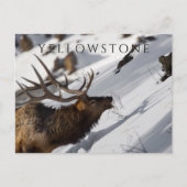 Bull Elk Grazing, Winter, Yellowstone NP Briefkaart (Voorkant)