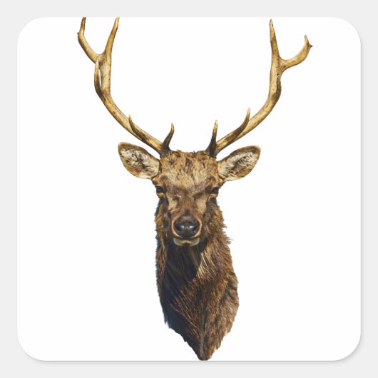 Bull Elk Head Animal natuur wildlife art Vierkante Sticker (Voorkant)
