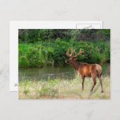 Bull Elk in de National Bison Range, Montana 2 Briefkaart (Voorkant / Achterkant)