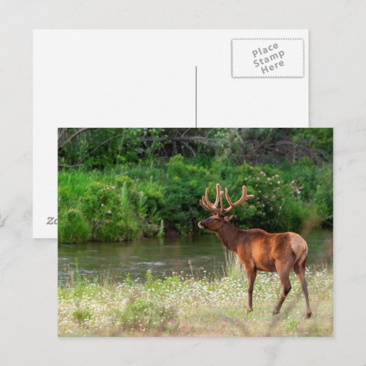 Bull Elk in de National Bison Range, Montana 2 Briefkaart (Voorkant / Achterkant)