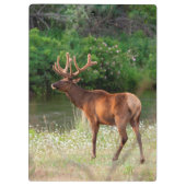 Bull Elk in de National Bison Range, Montana 2 Klembord (Achterkant)