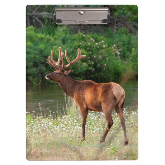 Bull Elk in de National Bison Range, Montana 2 Klembord (Voorkant)