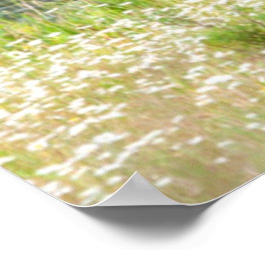 Bull Elk in de National Bison Range, Montana 2 Poster (Hoek)