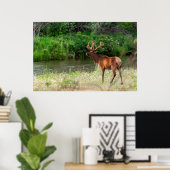 Bull Elk in de National Bison Range, Montana 2 Poster (Thuiskantoor)
