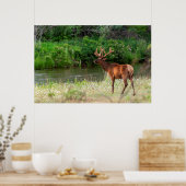 Bull Elk in de National Bison Range, Montana 2 Poster (Keuken)