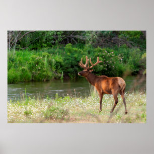 Bull Elk in de National Bison Range, Montana 2 Poster