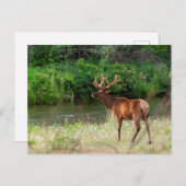 Bull Elk in de National Bison Range, Montana Briefkaart (Voorkant / Achterkant)