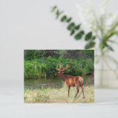 Bull Elk in de National Bison Range, Montana Briefkaart (Staand voorkant)