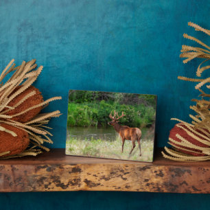 Bull Elk in de National Bison Range, Montana Fotoplaat