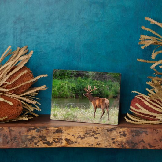 Bull Elk in de National Bison Range, Montana Fotoplaat (Zijkant)