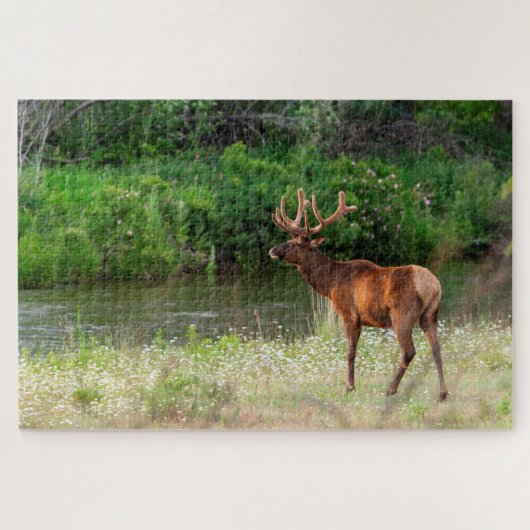 Bull Elk in de National Bison Range, Montana Legpuzzel (Horizontaal)