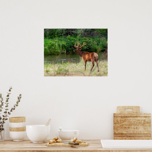 Bull Elk in de National Bison Range, Montana Poster (Keuken)