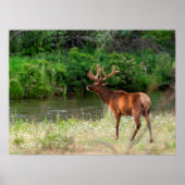 Bull Elk in de National Bison Range, Montana Poster (Voorkant)