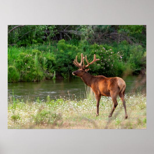 Bull Elk in de National Bison Range, Montana Poster (Voorkant)