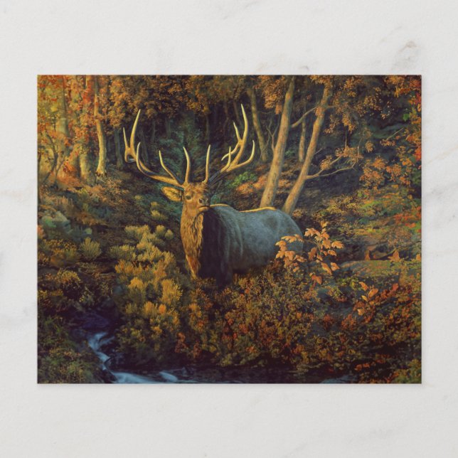 Bull Elk in het herfstbos (Voorkant)