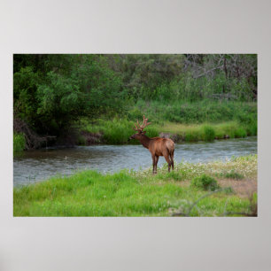 Bull Elk in het National Bison Range, Montana 1 Poster