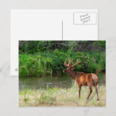 Bull Elk in het National Bison Range, Montana 2 Briefkaart (Voorkant / Achterkant)