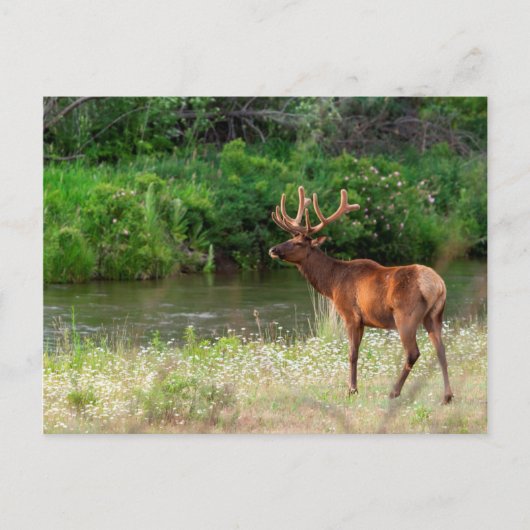 Bull Elk in het National Bison Range, Montana 2 Briefkaart (Voorkant)