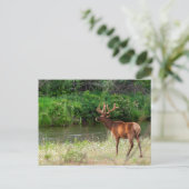 Bull Elk in het National Bison Range, Montana 2 Briefkaart (Staand voorkant)
