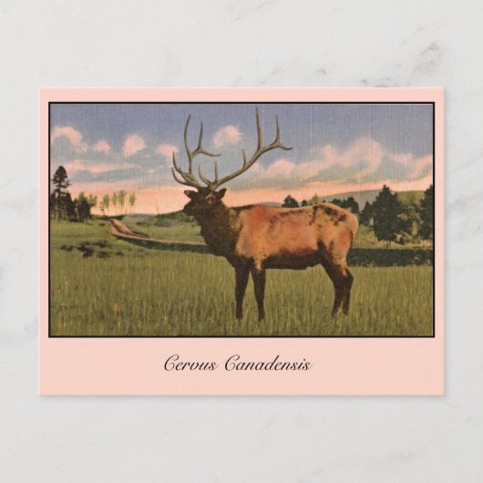Bull Elk in het park Yellowstone Briefkaart (Voorkant)