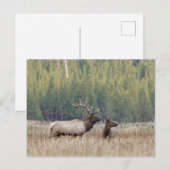 Bull Elk in Meadow | Nationaal Park Yellowstone Briefkaart (Voorkant / Achterkant)