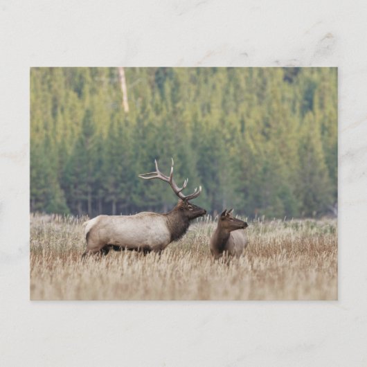 Bull Elk in Meadow | Nationaal Park Yellowstone Briefkaart (Voorkant)