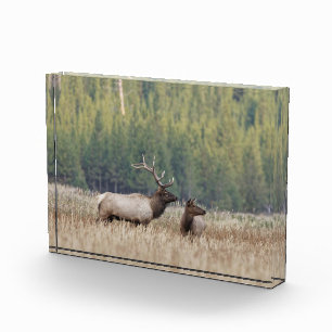 Bull Elk in Meadow Nationaal Park Yellowstone Fotoblokken