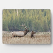 Bull Elk in Meadow | Nationaal Park Yellowstone Fotoplaat (voorkant)